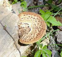 Polyporus squamosus image