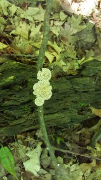 Schizophyllum commune image