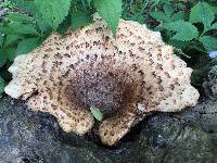 Polyporus squamosus image