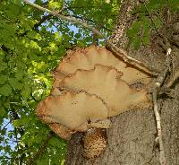 Polyporus squamosus image