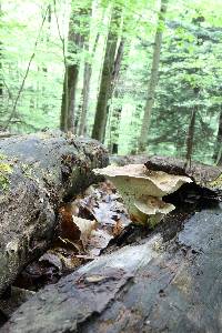 Polyporus craterellus image