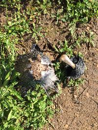 Image of Coprinus calyptratus