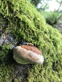 Fomitopsis pinicola image