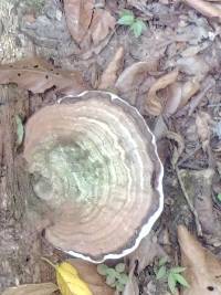 Ganoderma applanatum image