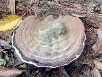 Ganoderma applanatum image