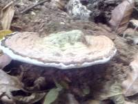 Ganoderma applanatum image