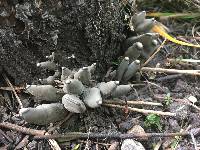 Xylaria polymorpha image