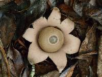 Geastrum saccatum image