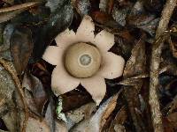 Geastrum saccatum image