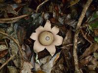 Geastrum saccatum image