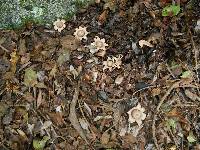 Geastrum saccatum image