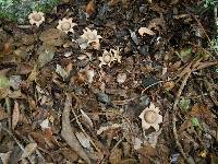 Geastrum saccatum image