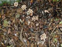 Geastrum saccatum image