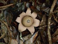 Geastrum saccatum image