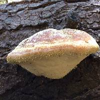 Fomitopsis pinicola image