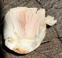 Agaricus xanthodermus image