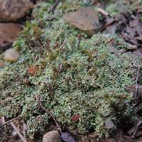 Cladonia peziziformis image