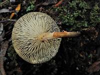 Armillaria novae-zelandiae image