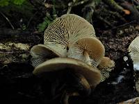 Armillaria novae-zelandiae image