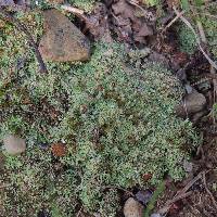 Cladonia peziziformis image