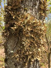 Lobaria pulmonaria image