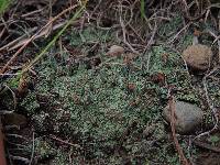 Cladonia peziziformis image