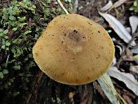 Armillaria novae-zelandiae image