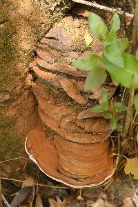 Ganoderma brownii image