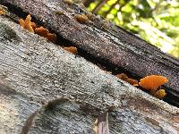 Favolaschia calocera image