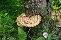 Polyporus squamosus image