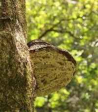 Ganoderma brownii image