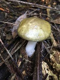 Suillus granulatus image