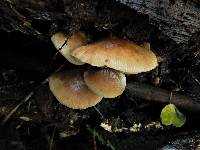 Armillaria novae-zelandiae image