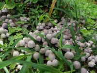 Coprinellus disseminatus image