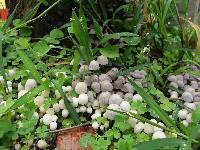 Coprinellus disseminatus image