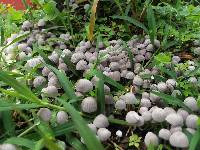 Coprinellus disseminatus image