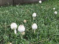 Chlorophyllum molybdites image