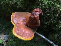 Ganoderma tsugae image