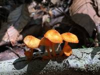 Mycena leaiana image