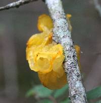 Tremella mesenterica image