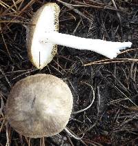 Tricholoma terreum image