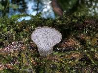 Pseudohydnum gelatinosum image