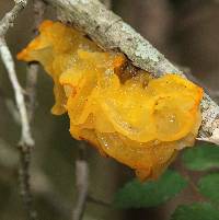 Tremella mesenterica image