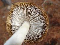 Tricholoma terreum image