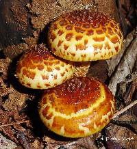 Pholiota aurivella image