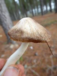 Tricholoma terreum image