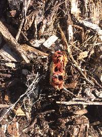 Clathrus ruber image