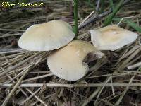 Agrocybe praecox image