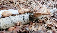 Fomitopsis betulina image