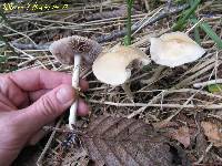 Agrocybe praecox image